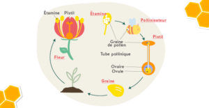 Schéma pollinisation